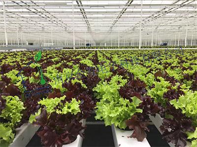 荷蘭飛利浦總部參觀培訓(xùn)